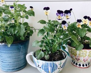 Read more about the article How To Grow Edible Flower Teacup Garden In The Kitchen
