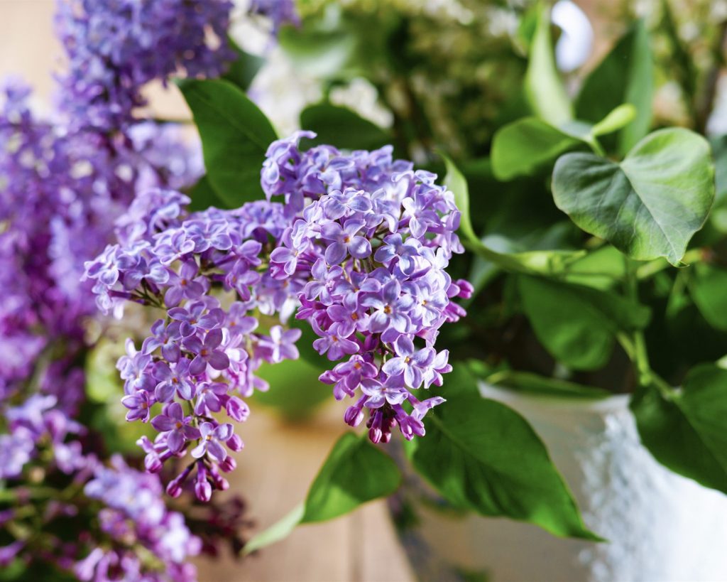How To Keep Lilacs At Home Fresh