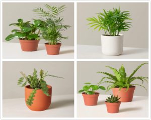 Read more about the article 8 Beautiful Pet-Friendly Plants To Buy This Year